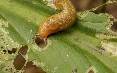 Plaga Babosas Jardín o Huerto · Maquinator