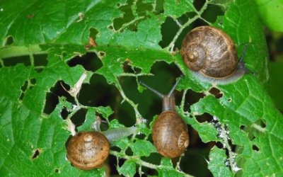 Plaga Caracoles Pequeños Jardín o Huerto · Maquinator